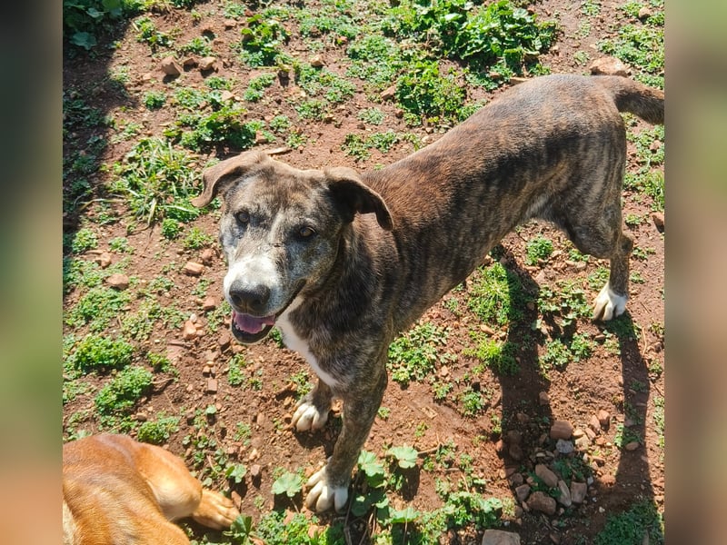 Missy wünscht sich ein Für-Immer-Zuhause