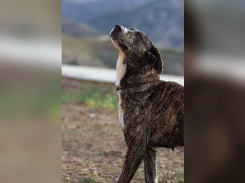 Missy wünscht sich ein Für-Immer-Zuhause