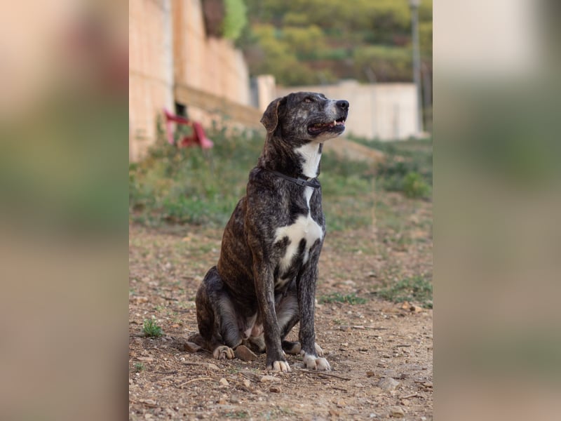 Missy wünscht sich ein Für-Immer-Zuhause