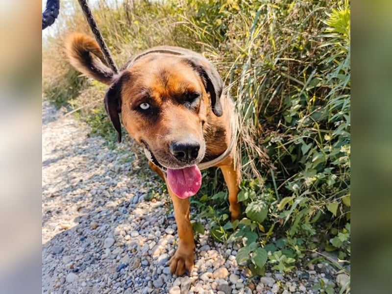 Blueeye Bengie ein starker großer Kerl