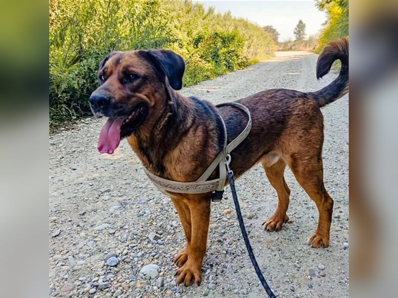 Blueeye Bengie ein starker großer Kerl