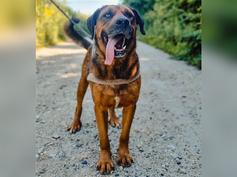 Blueeye Bengie ein starker großer Kerl