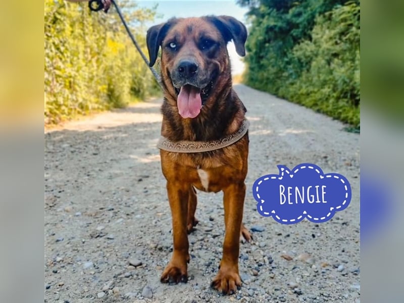 Blueeye Bengie ein starker großer Kerl