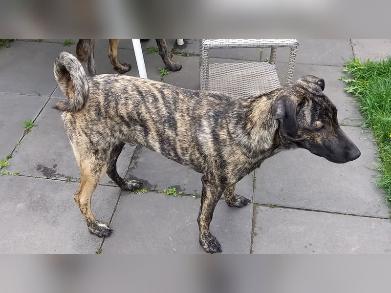 wunderschöner Hütehund Rüde 5 Monate sucht noch ein Zuhause