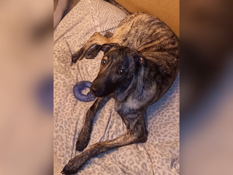 wunderschöner Hütehund Rüde 5 Monate sucht noch ein Zuhause