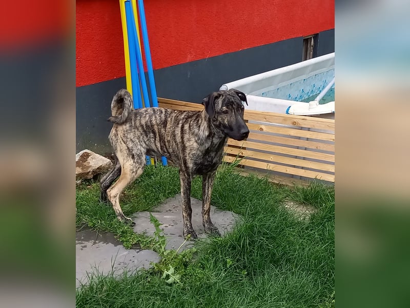 wunderschöner Hütehund Rüde 5 Monate sucht noch ein Zuhause