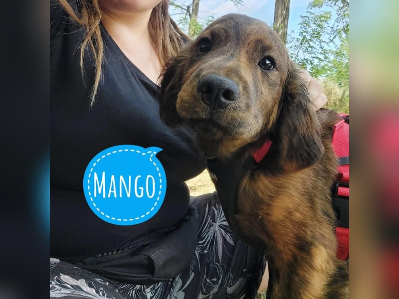 Mango süß und lieb