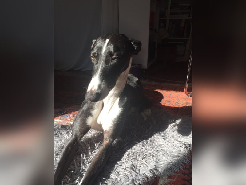 Arty – Ein sanfter Riese auf der Suche nach einer Aufgabe 