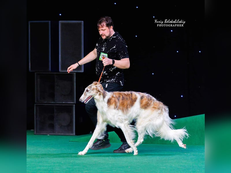 Reinrassiger Barsoi Rüde mit Championtitel