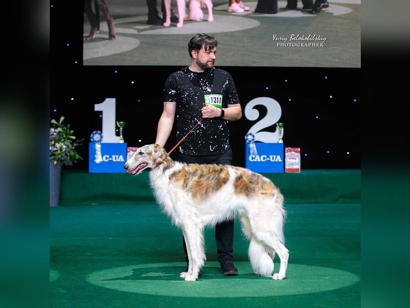 Reinrassiger Barsoi Rüde mit Championtitel