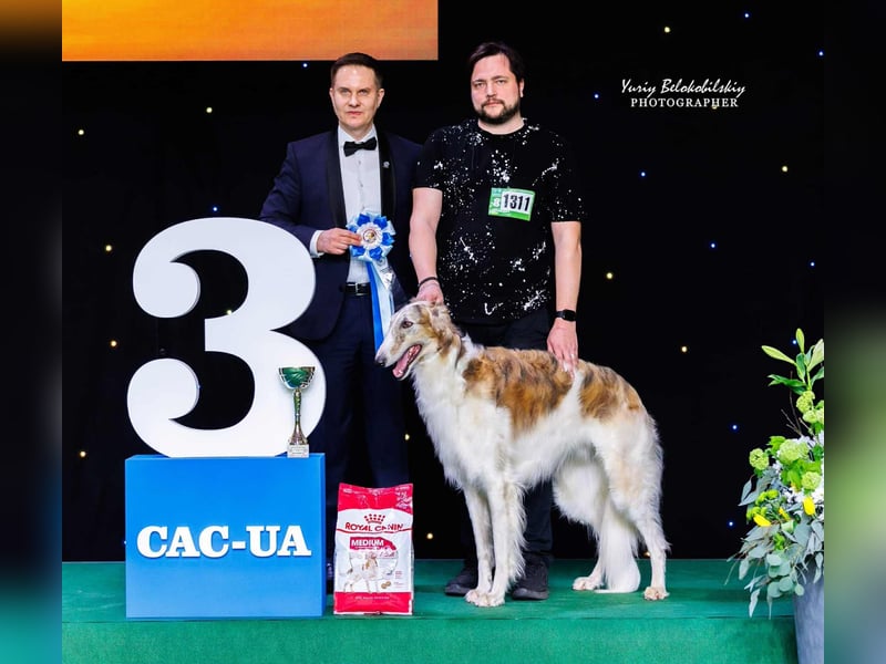 Reinrassiger Barsoi Rüde mit Championtitel