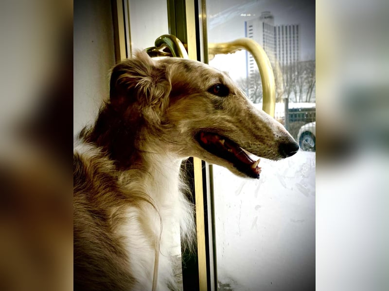 Reinrassiger Barsoi Rüde mit Championtitel