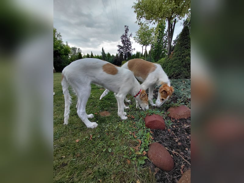 Borzoi Hündin Welpe AZALIA znad Wierzbianki (FCI)