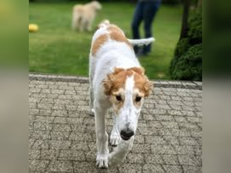 Borzoi Hündin Welpe AZALIA znad Wierzbianki (FCI)