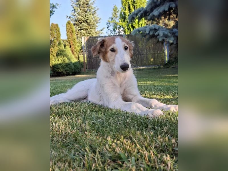 Borzoi Hündin Welpe AZALIA znad Wierzbianki (FCI)