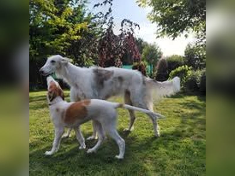 Borzoi Hündin Welpe AZALIA znad Wierzbianki (FCI)