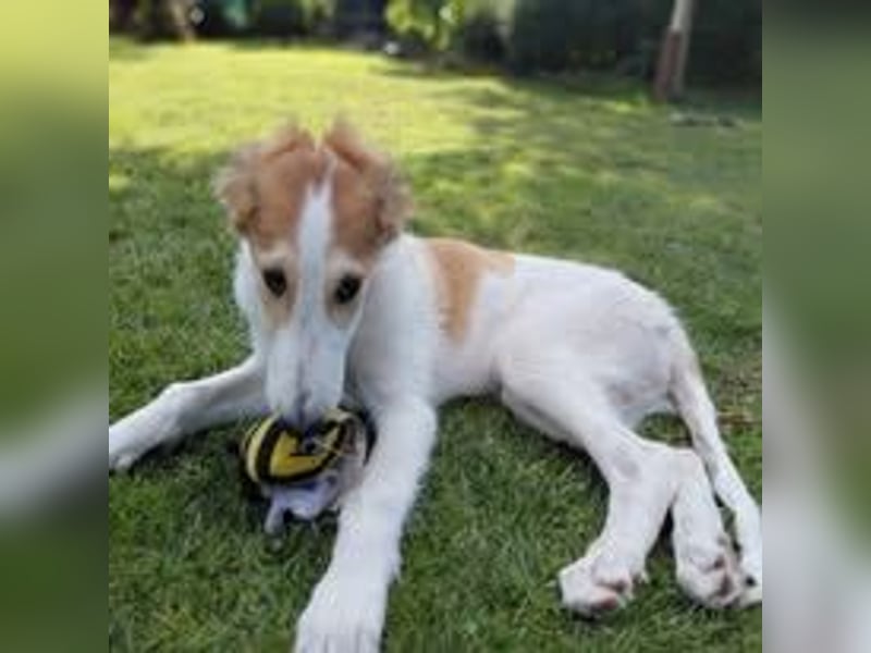 Borzoi Hündin Welpe AZALIA znad Wierzbianki (FCI)