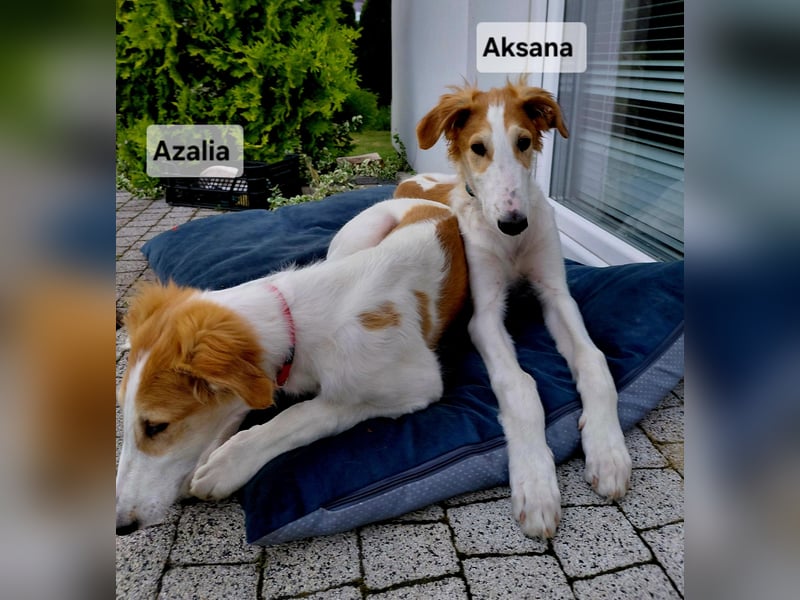 Barsoi-Hündin Welpe, AKSANA Znad Wierzbianki FCI, 3 Monate