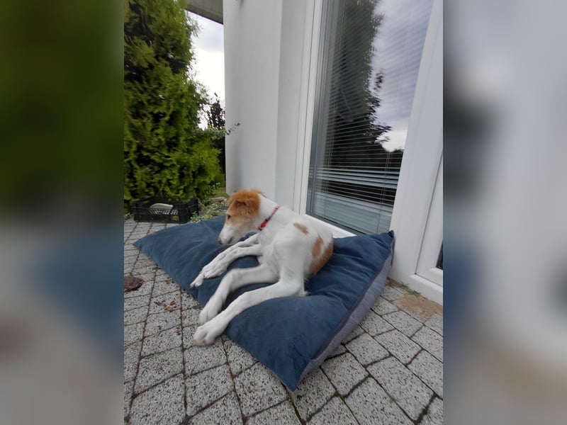 Borzoi Hündin Welpe AZALIA znad Wierzbianki (FCI)