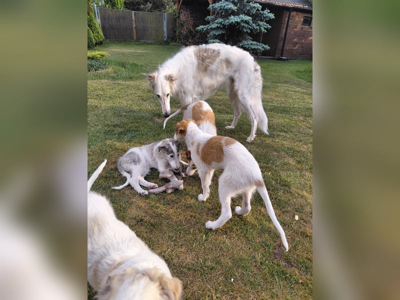 Borzoi Hündin Welpe AZALIA znad Wierzbianki (FCI)