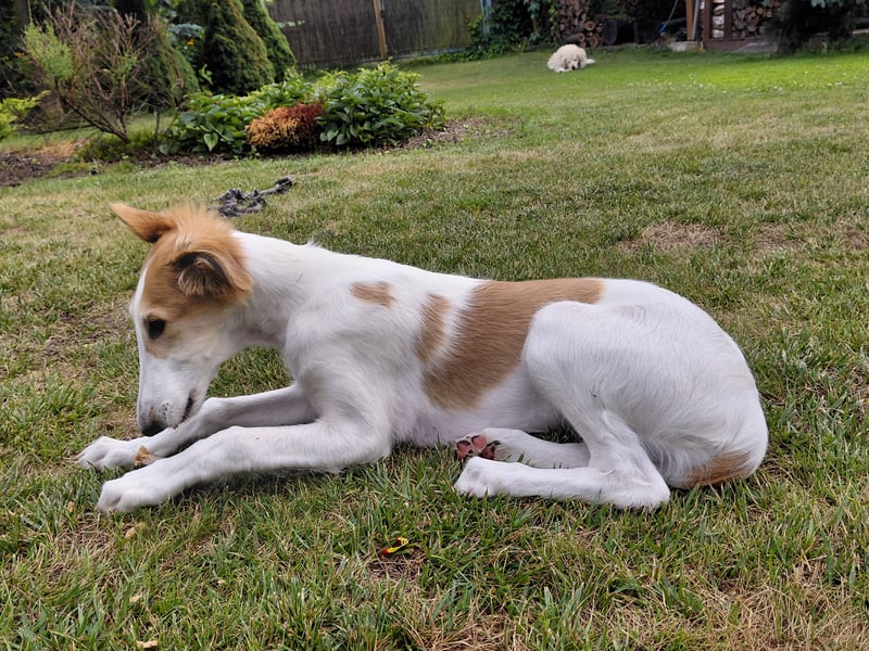Borzoi Hündin Welpe AZALIA znad Wierzbianki (FCI)