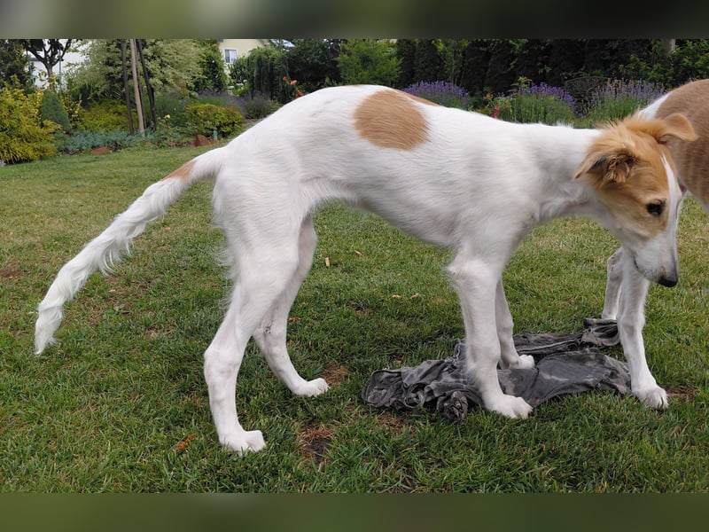 Borzoi Hündin Welpe AZALIA znad Wierzbianki (FCI)