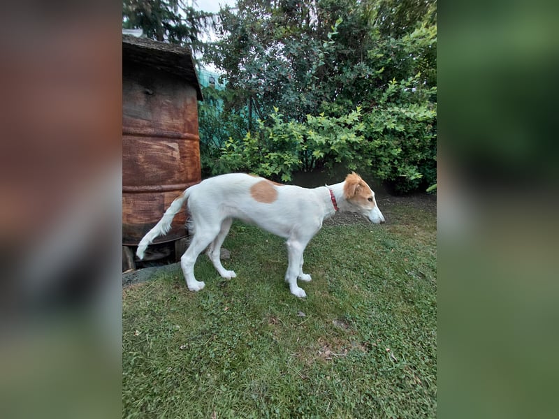Borzoi Hündin Welpe AZALIA znad Wierzbianki (FCI)