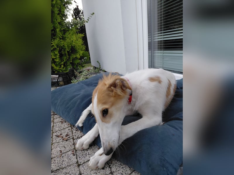 Borzoi Hündin Welpe AZALIA znad Wierzbianki (FCI)