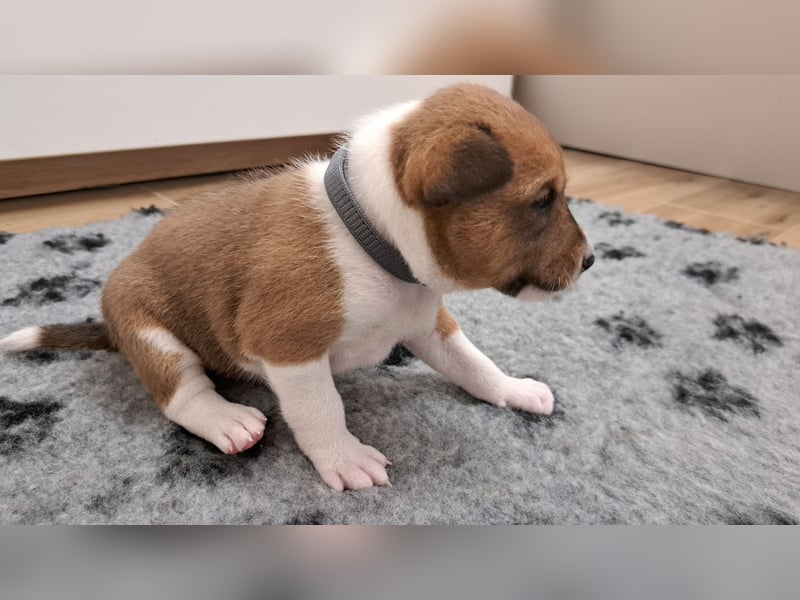 Basenji puppies