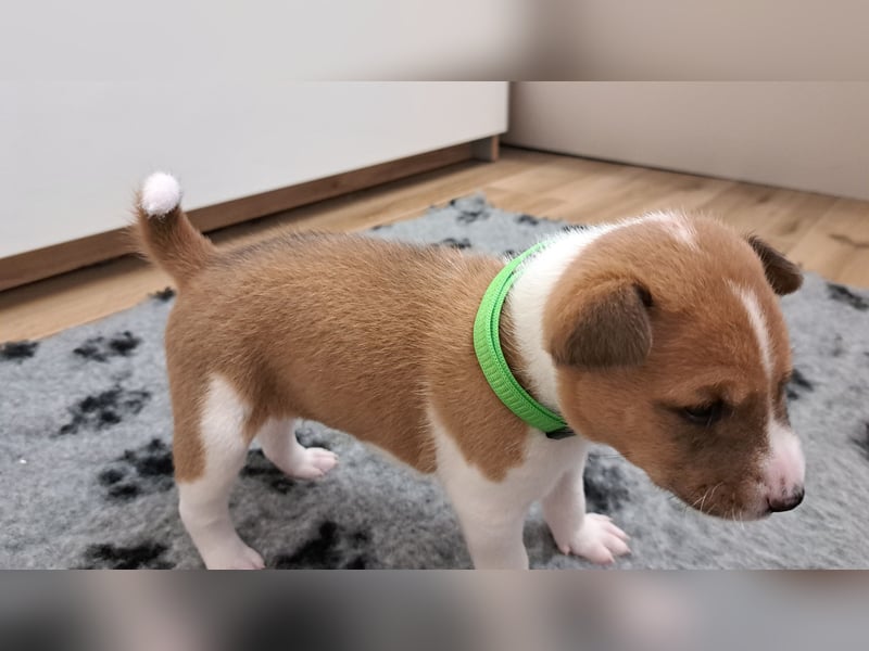 Basenji puppies