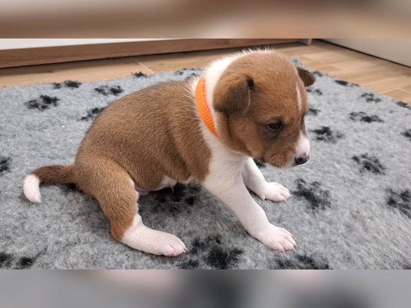 Basenji puppies