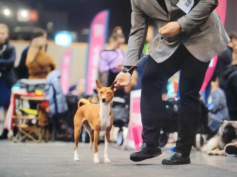 Basenji puppies