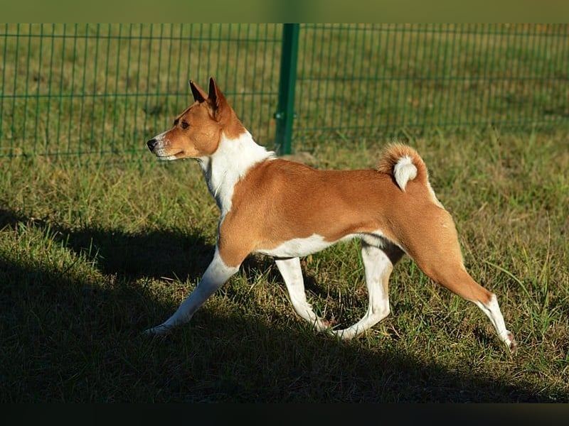 Basenji puppies