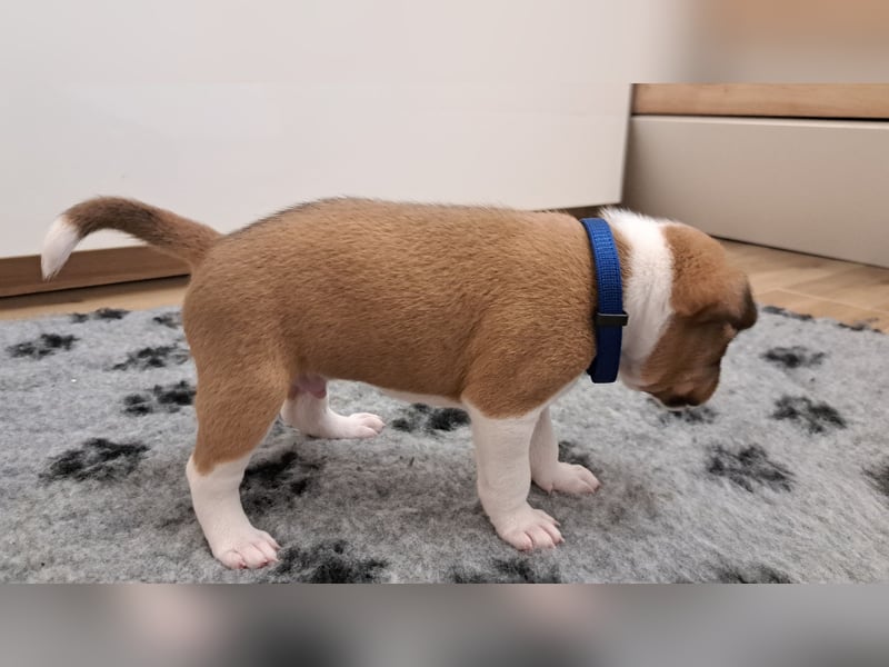 Basenji puppies