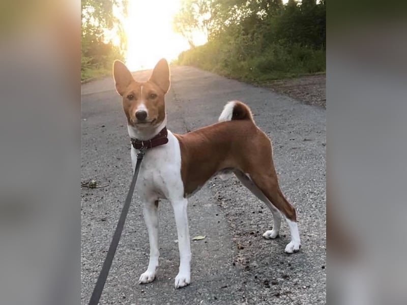 Basenji Deckrüde Reinrassig FCI-Ahnentafel Mitglied des 1. Basenji Klub Deutschland