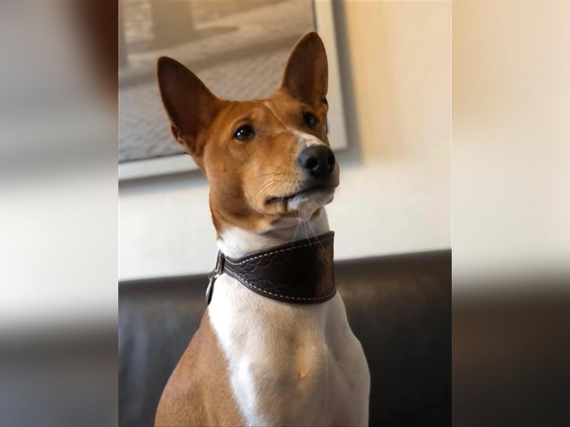 Basenji Deckrüde Reinrassig FCI-Ahnentafel Mitglied des 1. Basenji Klub Deutschland