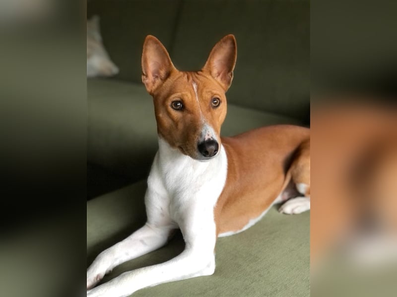 Basenji Deckrüde Reinrassig FCI-Ahnentafel Mitglied des 1. Basenji Klub Deutschland