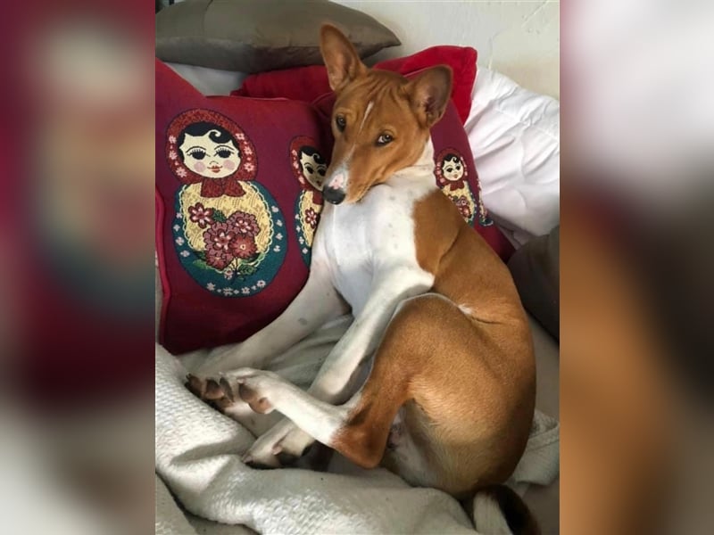 Basenji Deckrüde Reinrassig FCI-Ahnentafel Mitglied des 1. Basenji Klub Deutschland