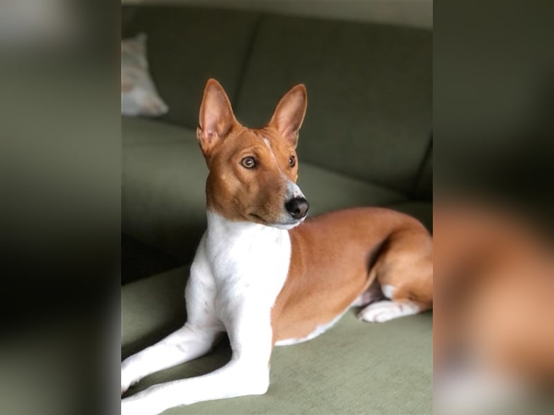 Basenji Deckrüde Reinrassig FCI-Ahnentafel Mitglied des 1. Basenji Klub Deutschland