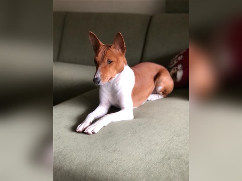 Basenji Deckrüde Reinrassig FCI-Ahnentafel Mitglied des 1. Basenji Klub Deutschland
