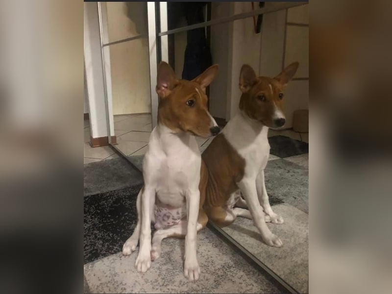 Basenji Deckrüde Reinrassig FCI-Ahnentafel Mitglied des 1. Basenji Klub Deutschland
