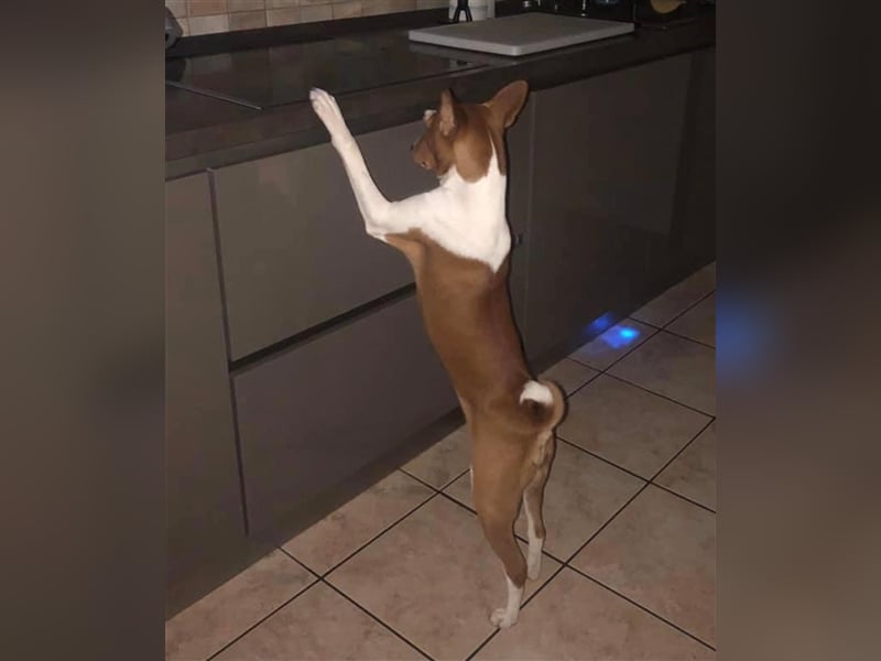 Basenji Deckrüde Reinrassig FCI-Ahnentafel Mitglied des 1. Basenji Klub Deutschland