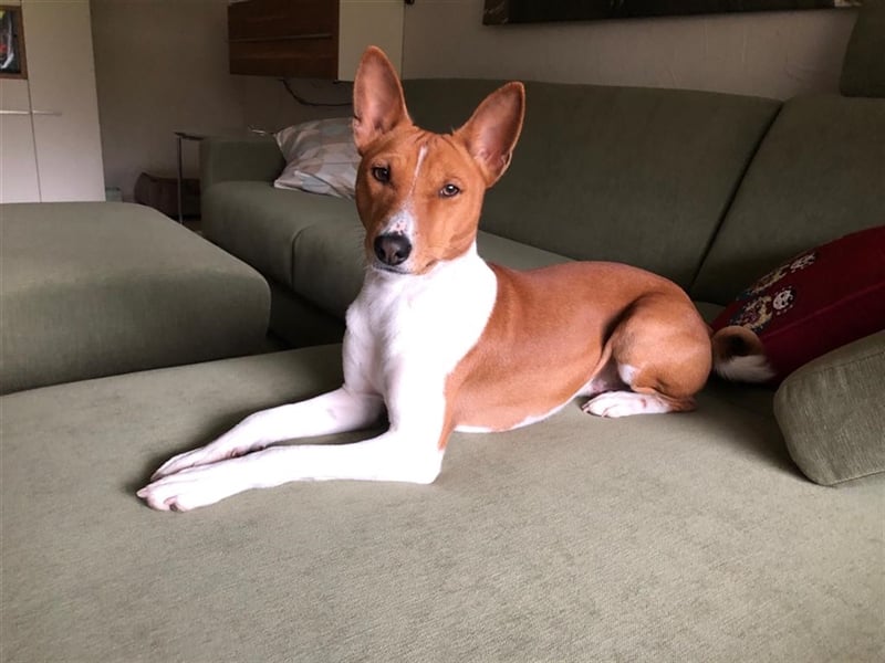 Basenji Deckrüde Reinrassig FCI-Ahnentafel Mitglied des 1. Basenji Klub Deutschland