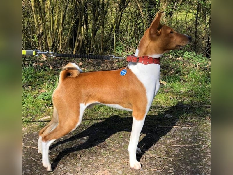 Basenji Deckrüde Reinrassig FCI-Ahnentafel Mitglied des 1. Basenji Klub Deutschland