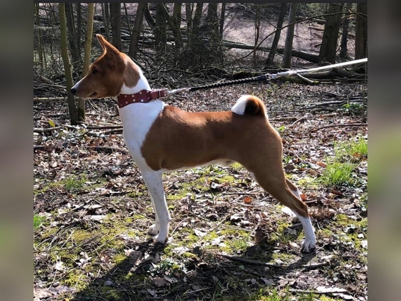 Basenji Deckrüde Reinrassig FCI-Ahnentafel Mitglied des 1. Basenji Klub Deutschland