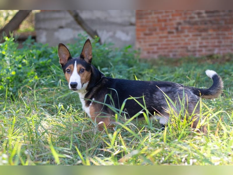 Nick - Bringt Farbe in jedes Leben (Ukraine)