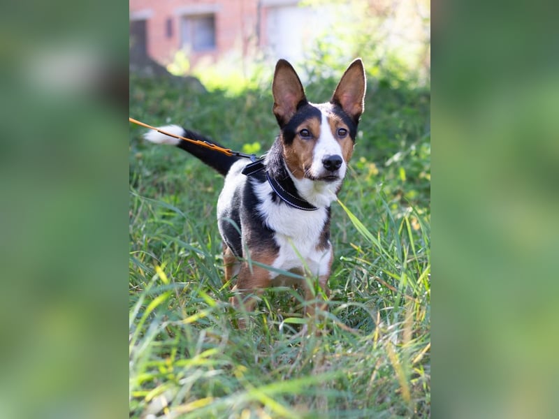 Nick - Bringt Farbe in jedes Leben (Ukraine)