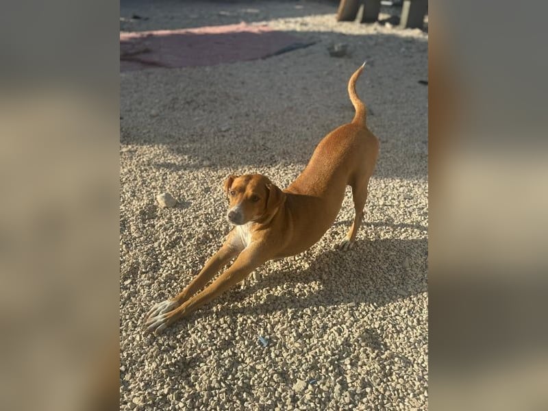 Rafa, ein leiser Freund mit großem Herzen