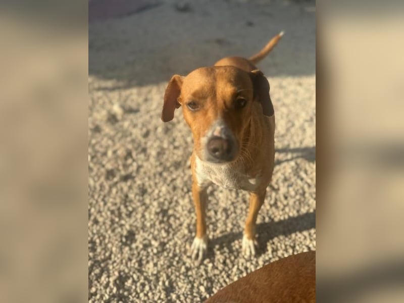 Rafa, ein leiser Freund mit großem Herzen