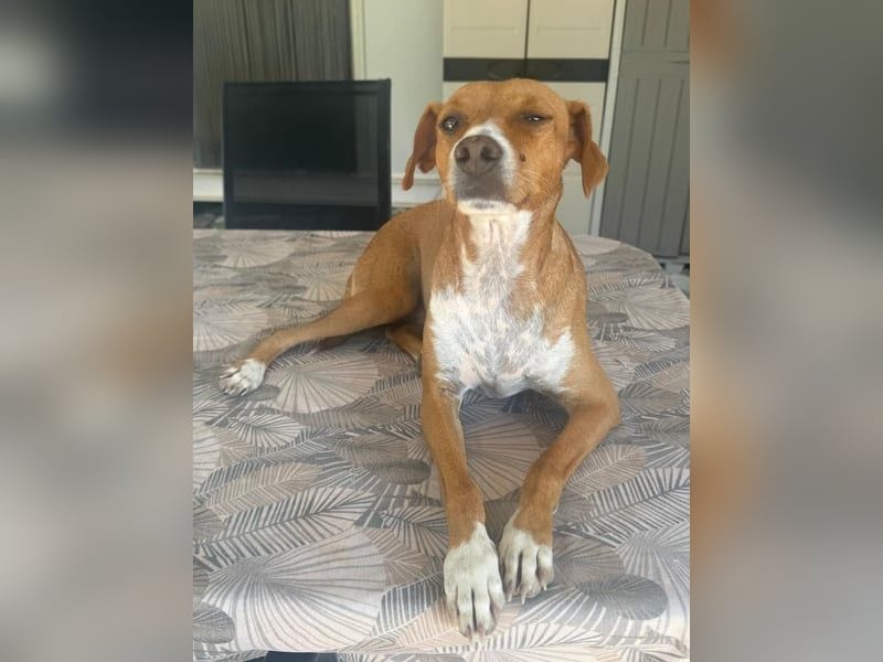 Rafa, ein leiser Freund mit großem Herzen